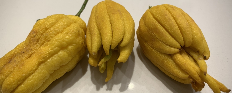 老香黄寒凉吗