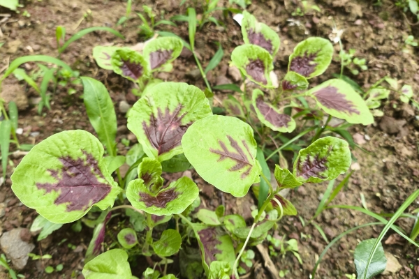 莧菜是涼性還是熱性