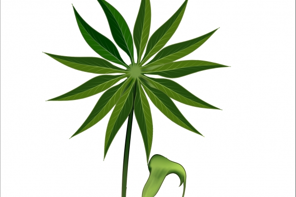 天南星的功效與作用有哪些