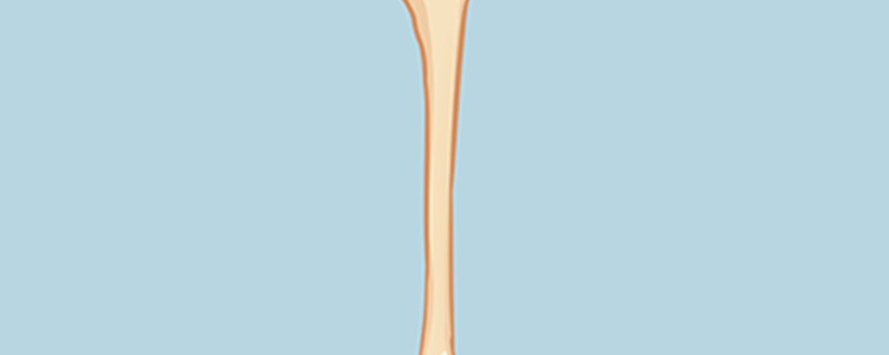 長骨體內有骨髓腔嗎