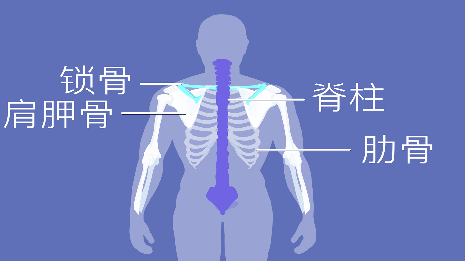 上班族如何保護(hù)好腰椎 保護(hù)腰椎的方法