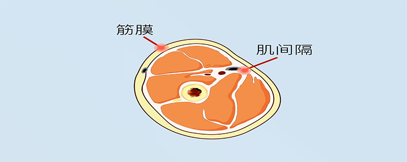 筋断了接上多久能恢复正常吗