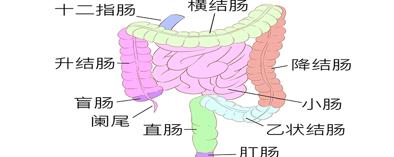 十二指肠降部囊肿会癌变吗}