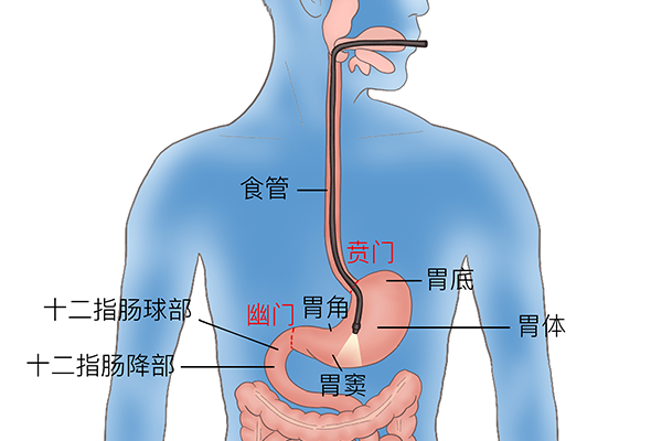 曲美布汀的作用与功效是什么