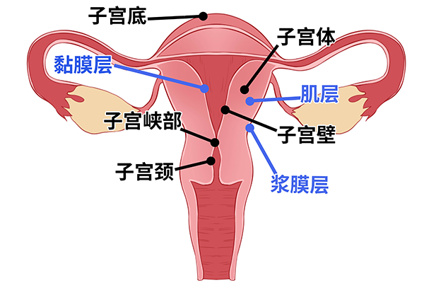 子宫脱垂怎么恢复正常 