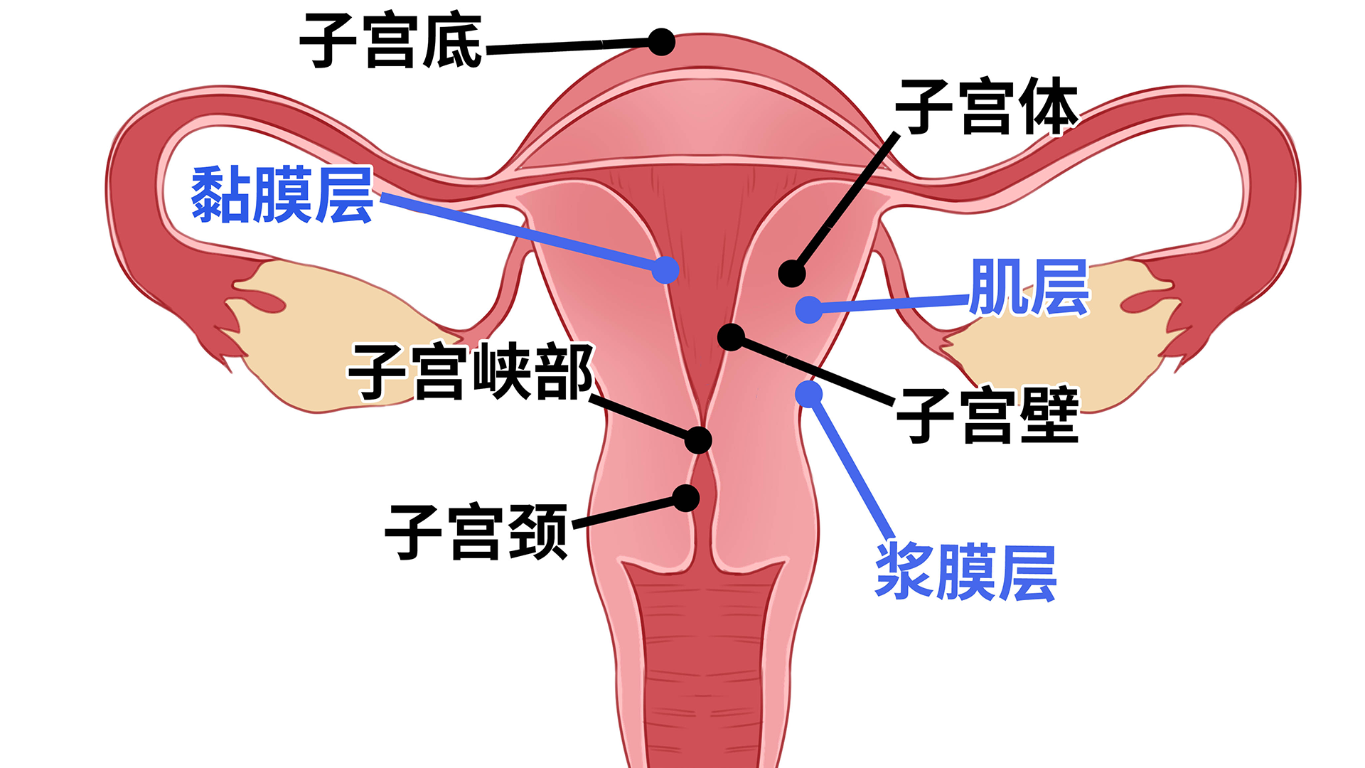 縱隔子宮懷孕了胎兒能正常發(fā)育嗎}