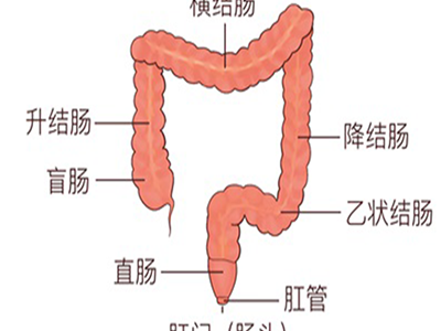治療結腸癌的中醫院 治療結腸癌的醫院