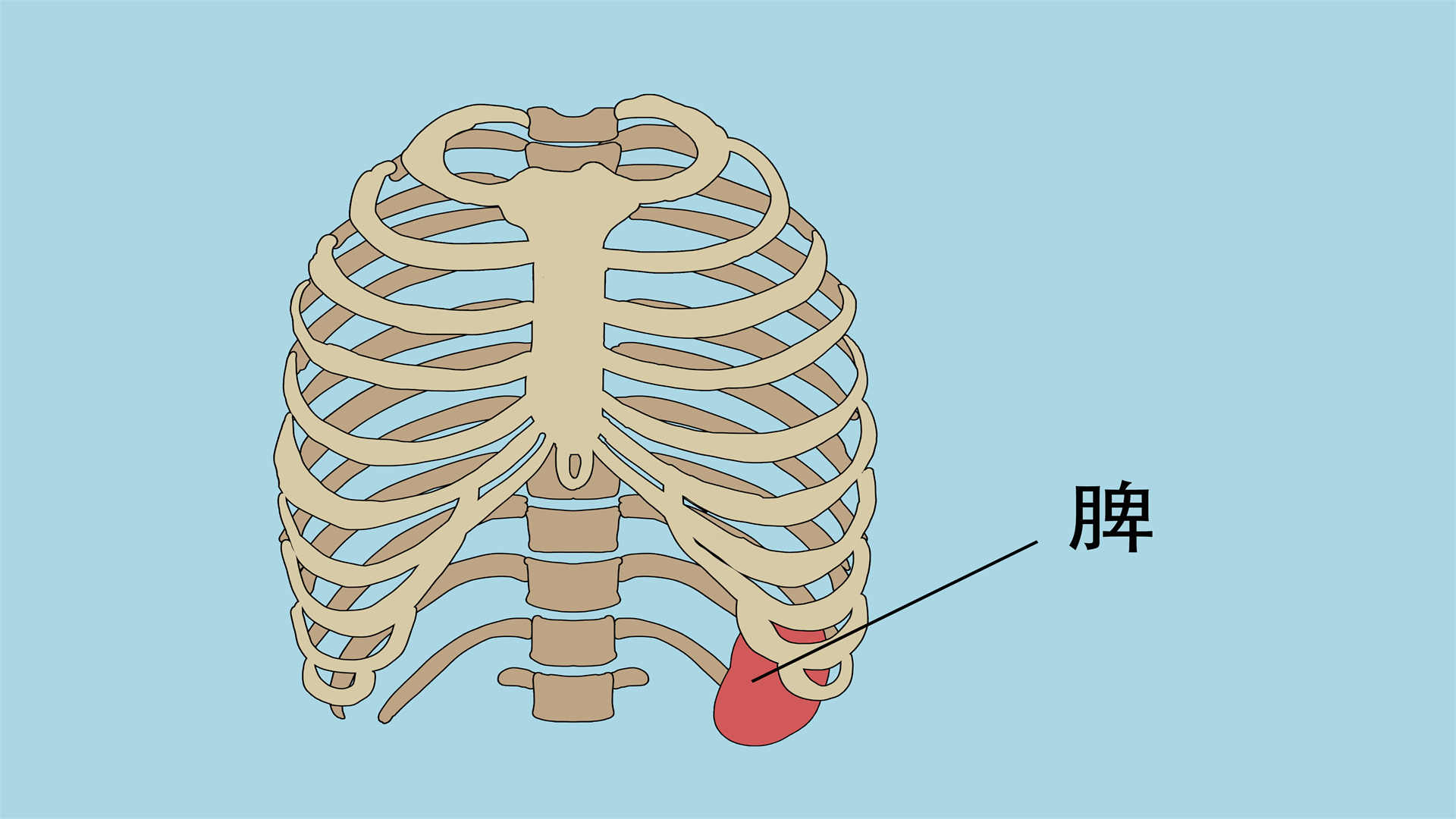 脾胃虚弱怎样调理