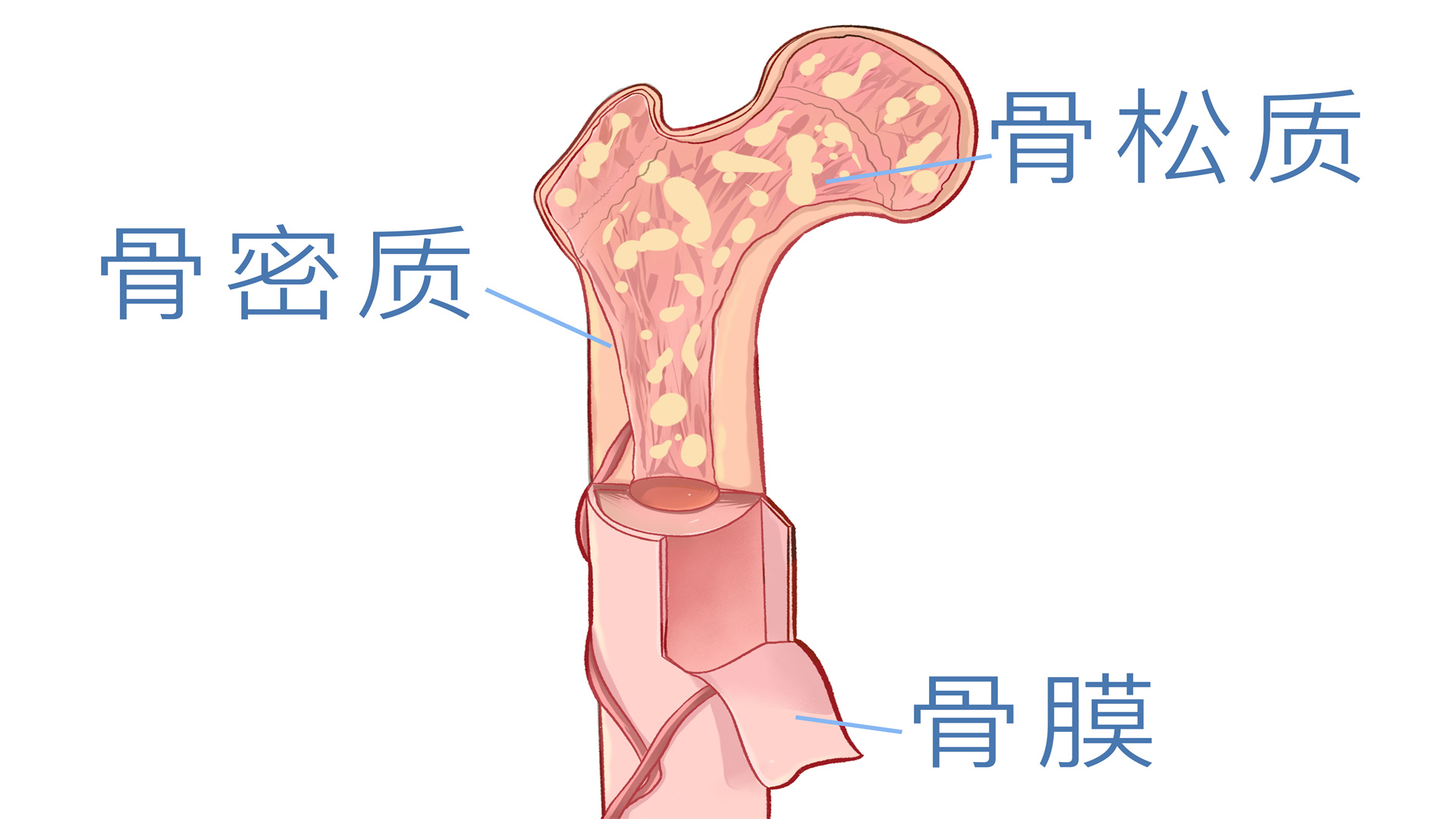 肋骨密度不均是什么原因}