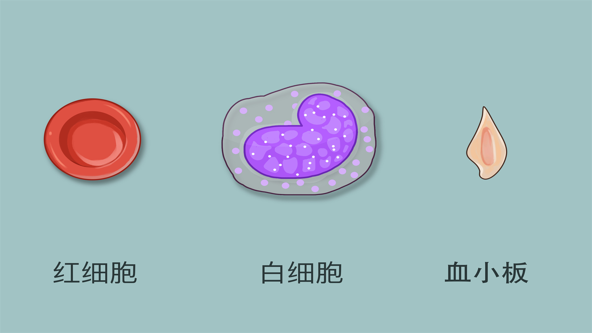 嗜酸性粒細(xì)胞計(jì)數(shù)偏低是怎么回事}