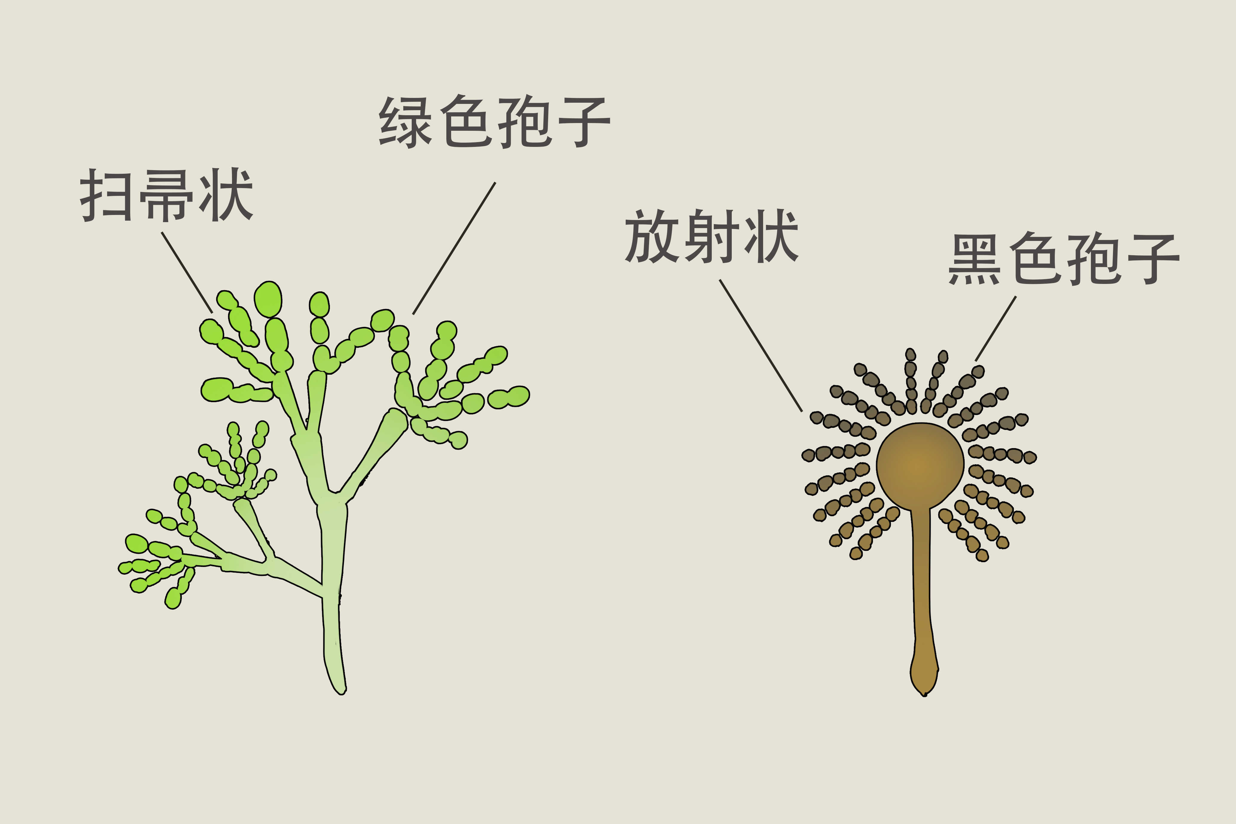 霉菌患者塞药后多久可以去小便}