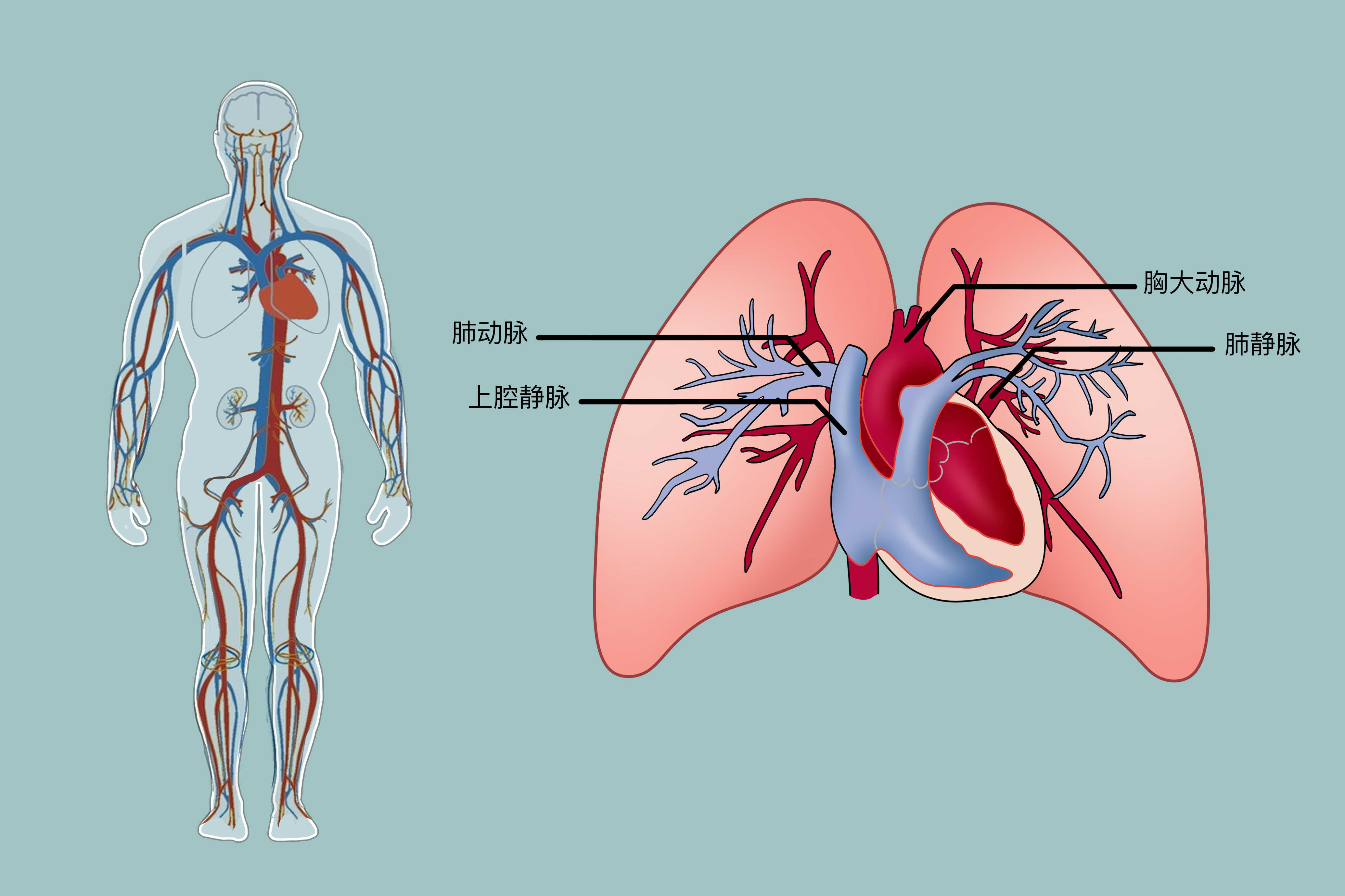 动脉硬化的症状表现有哪些}