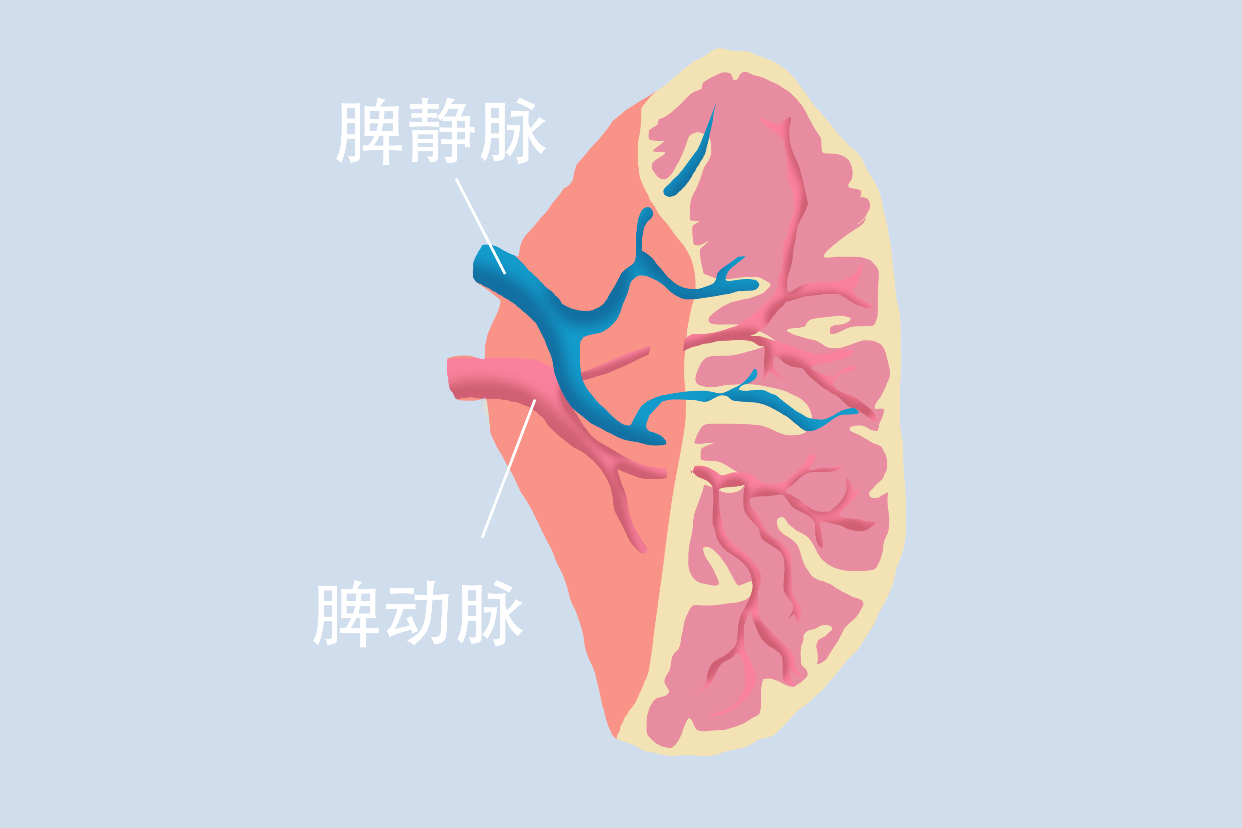 脾大的危害大嗎}