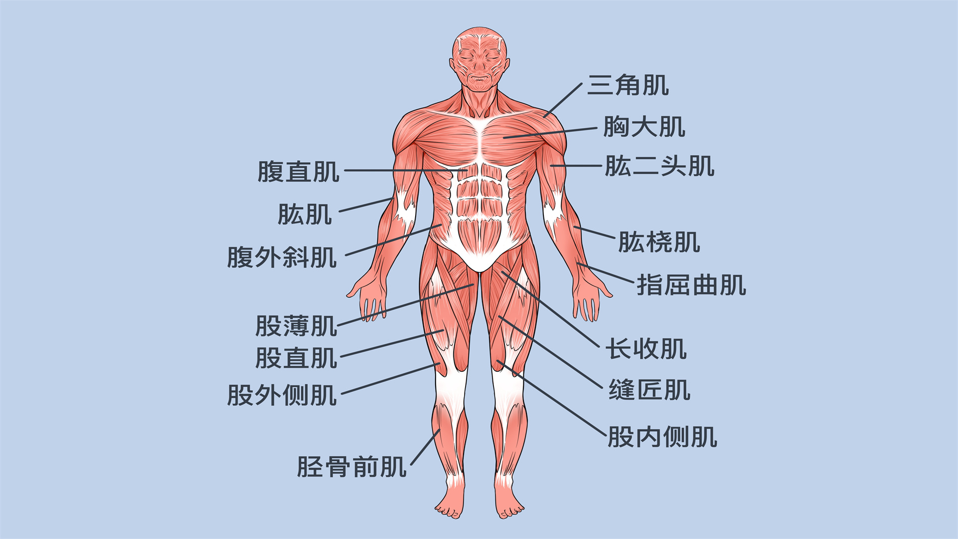 感觉全身肌肉在跳动是怎么回事