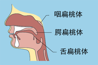 腺樣體肥大是什么原因}