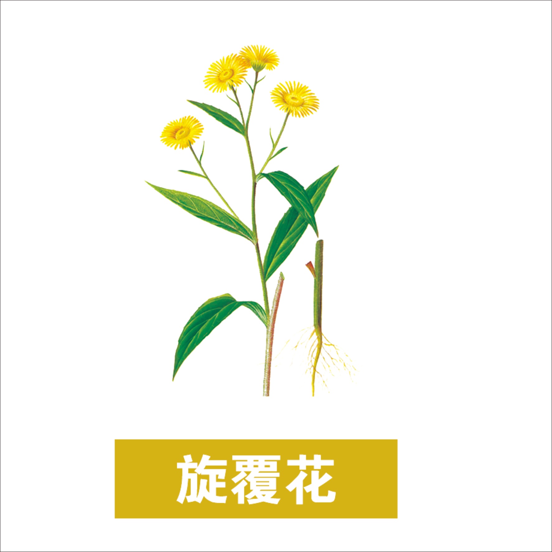 旋覆花可以单独泡水喝吗