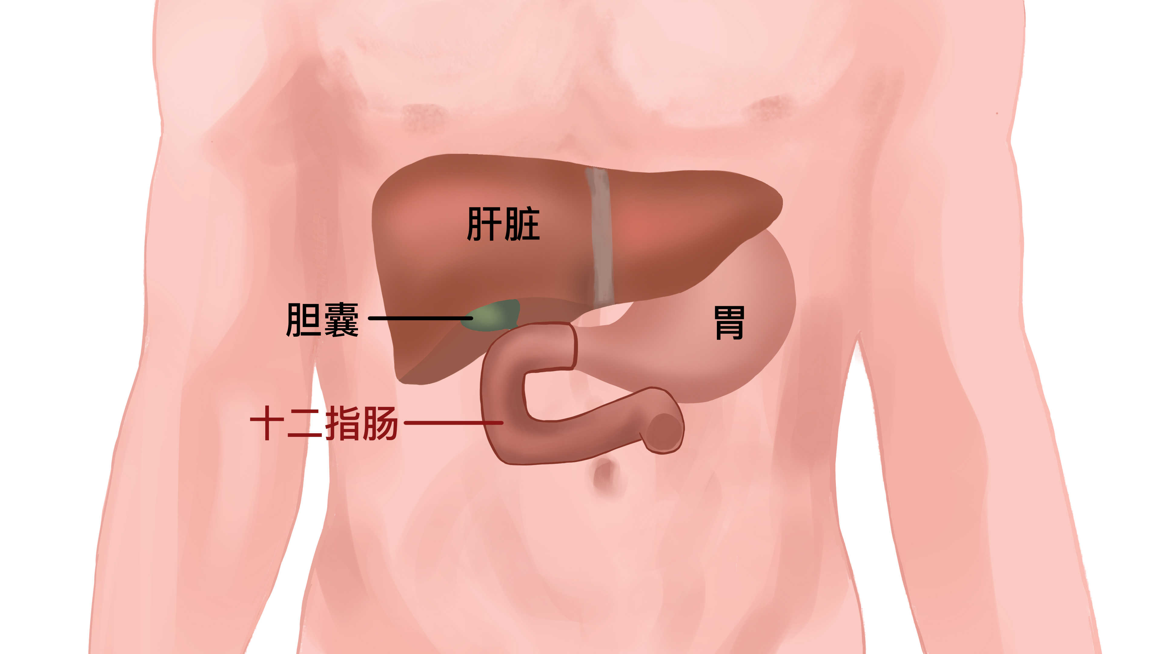 十二指腸炎的癥狀表現(xiàn)有哪些}