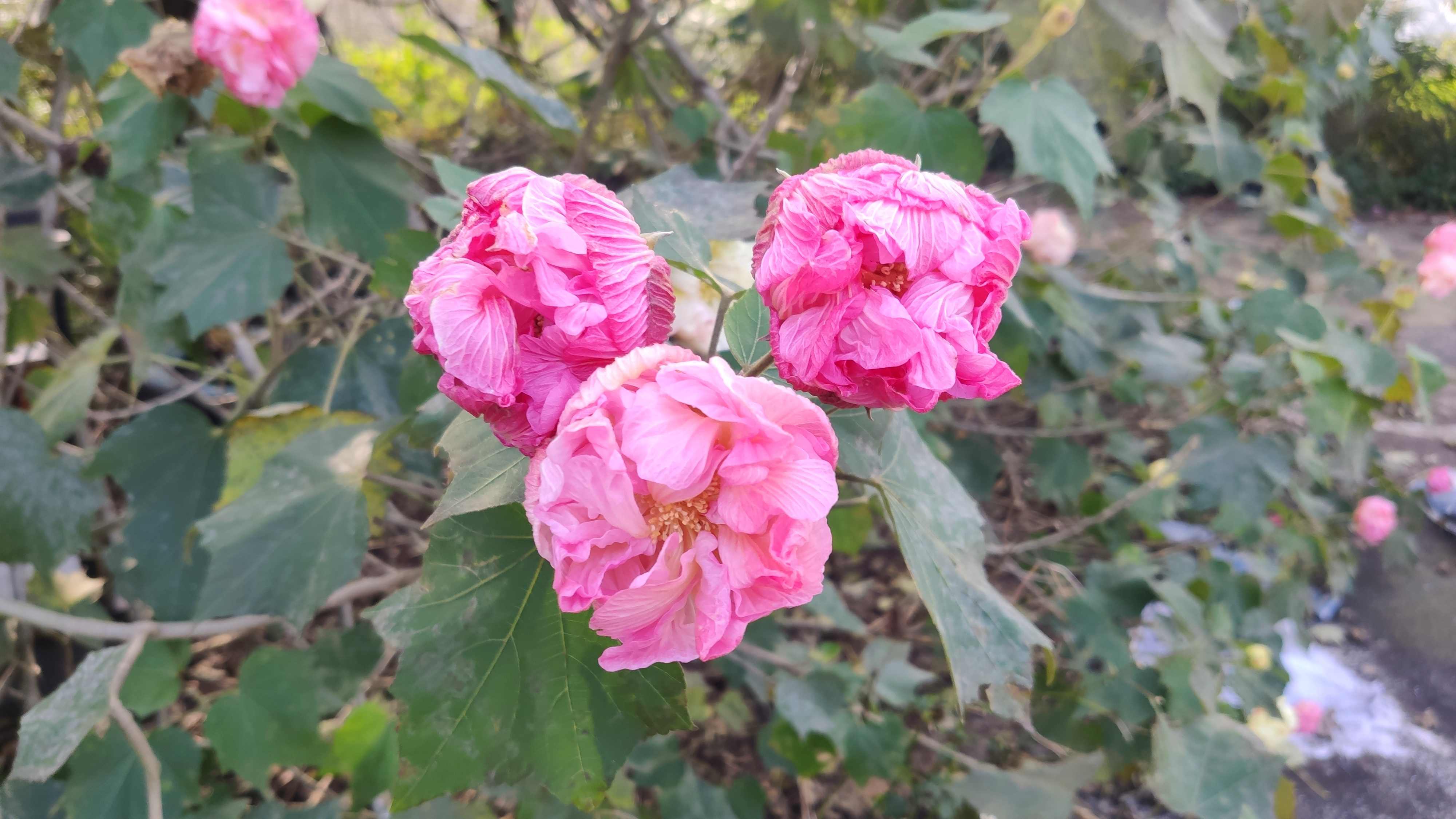 芙蓉膏的功效与作用有哪些