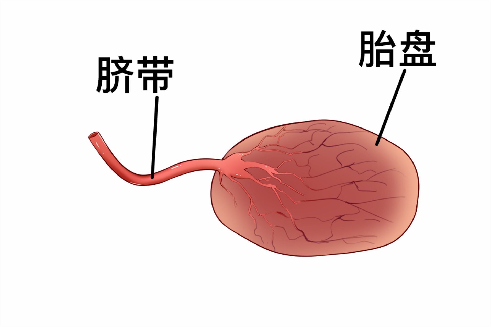 39周胎盘三级危险吗