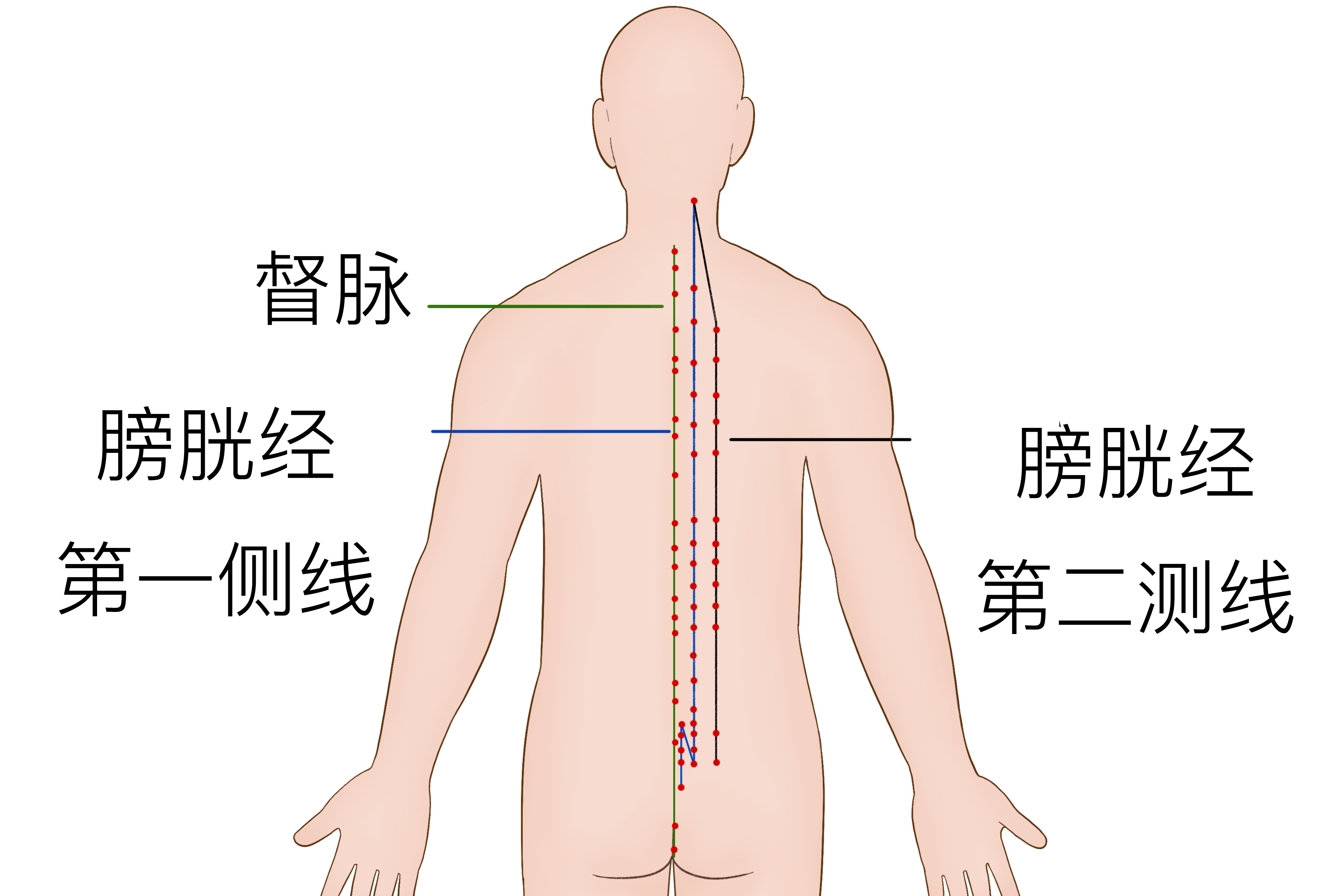 舒筋通絡(luò)最強(qiáng)中藥是什么