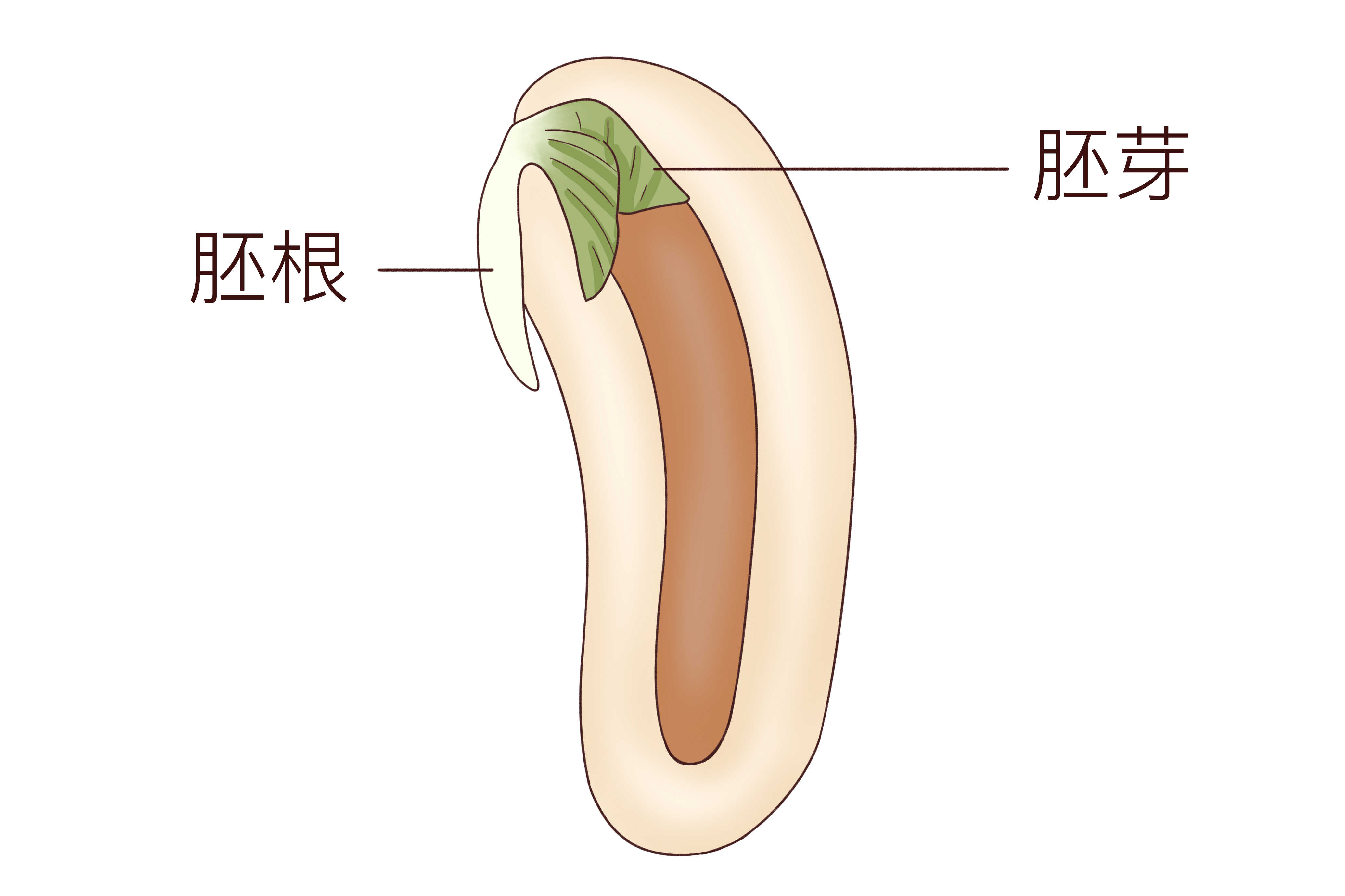 移植囊胚后几天可以测出来