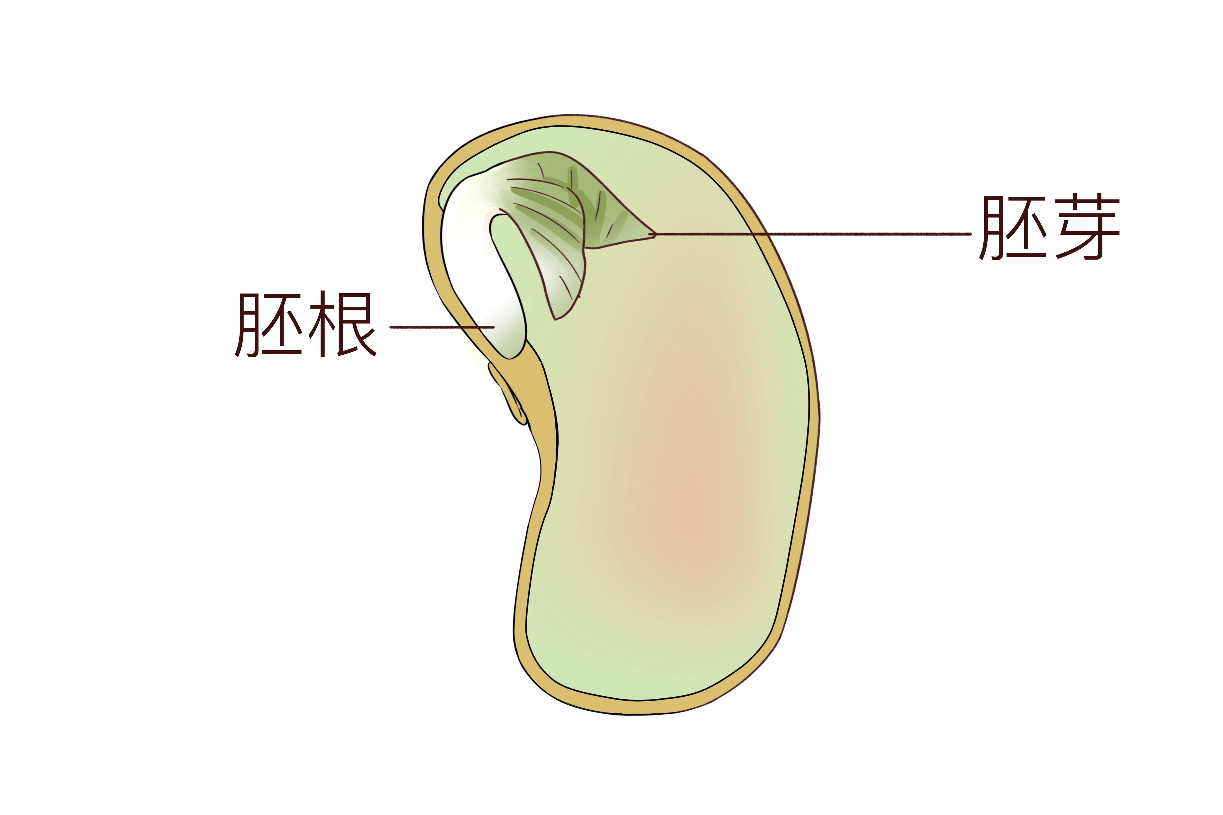 血糖高的人能吃小麥胚芽嗎