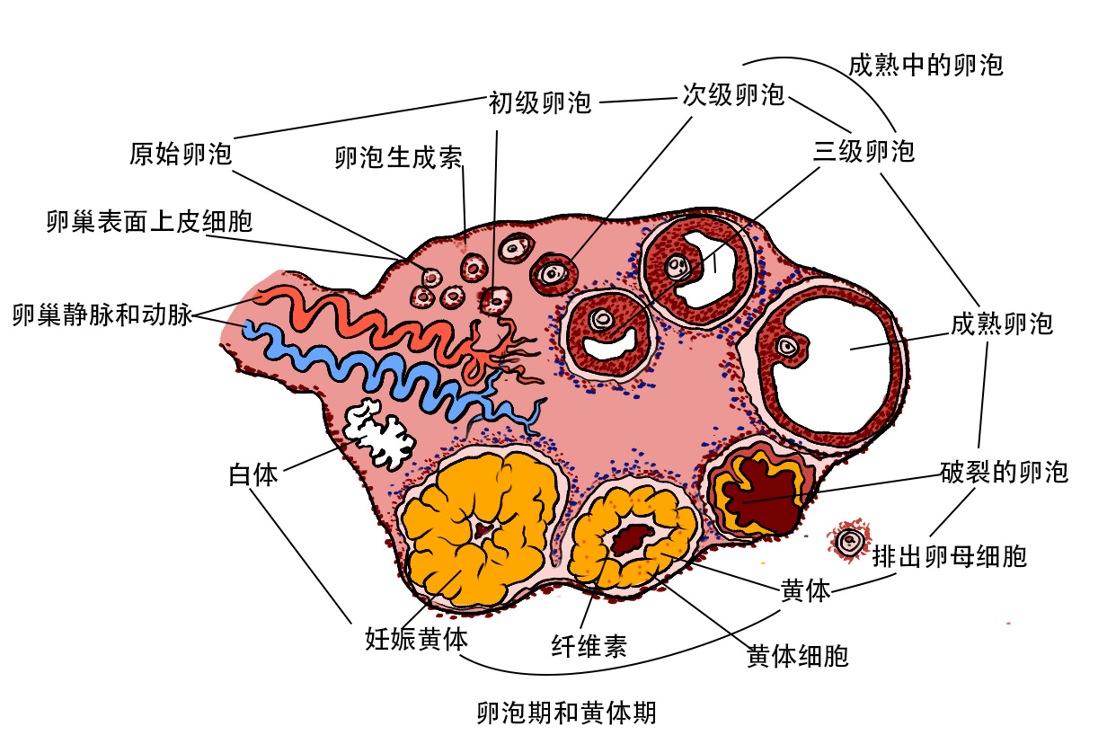 黃體破裂會(huì)只疼2個(gè)小時(shí)嗎}