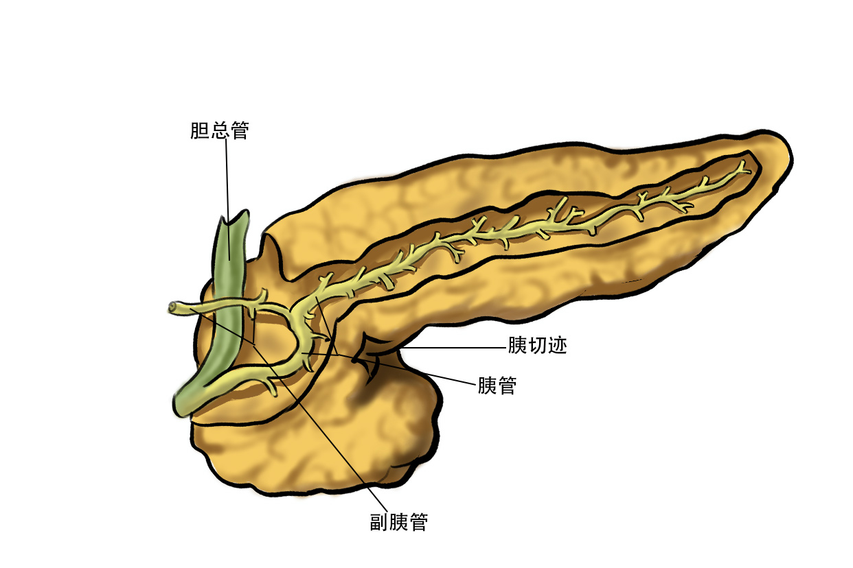 胰腺癌會不會腰疼