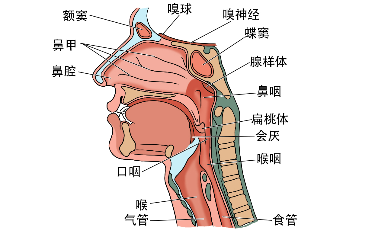 鼻咽癌放疗后损伤脑颞叶吗