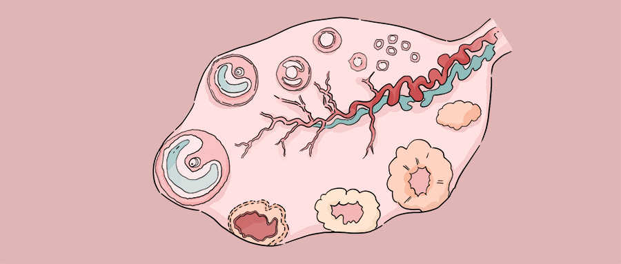 卵巢如何保养 保养卵巢的方法有哪些-养生法典