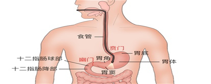 吃了腸蟲清后的大便能看到蟲嗎}