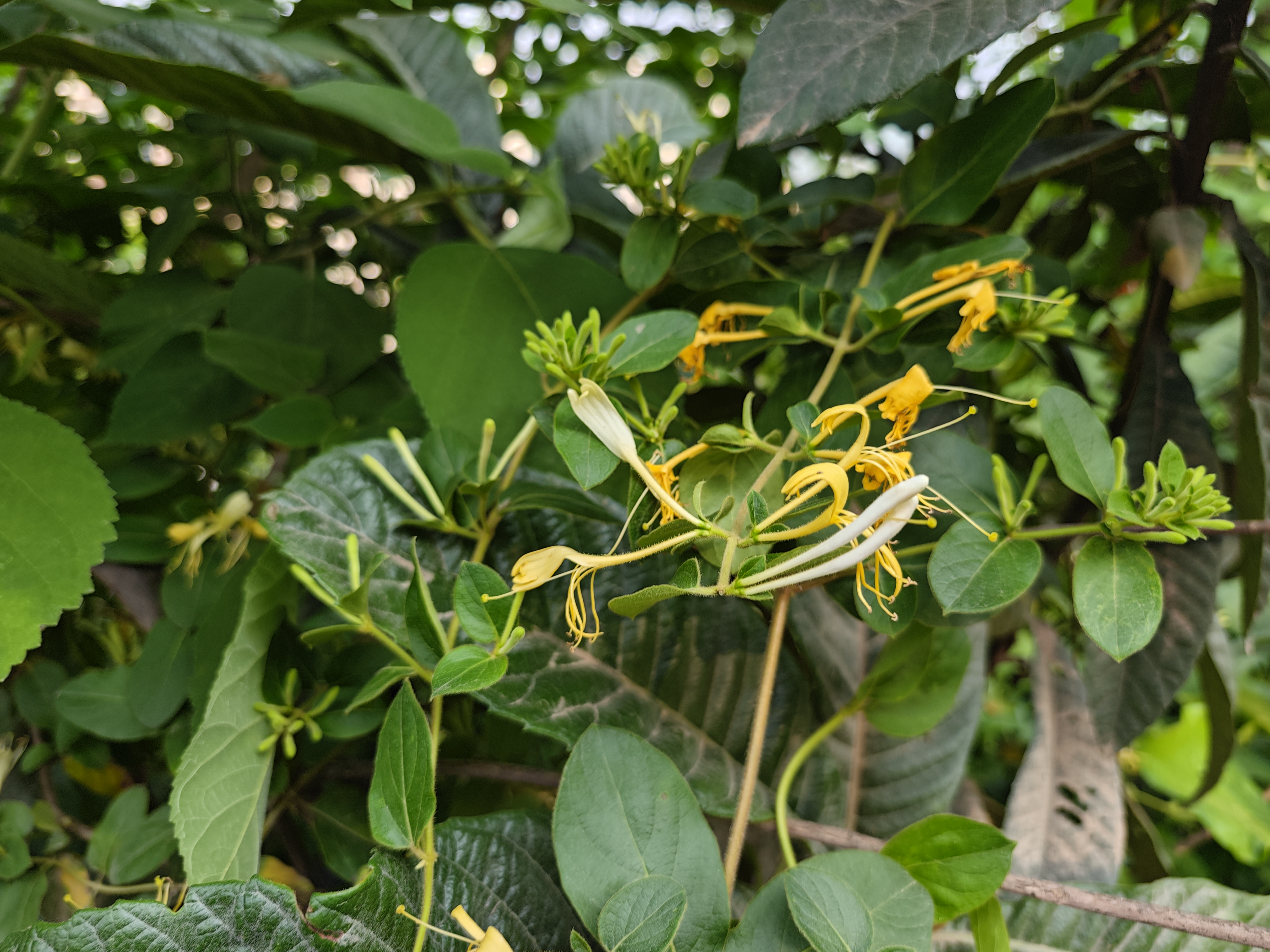 金银花莲清茶可以天天喝吗